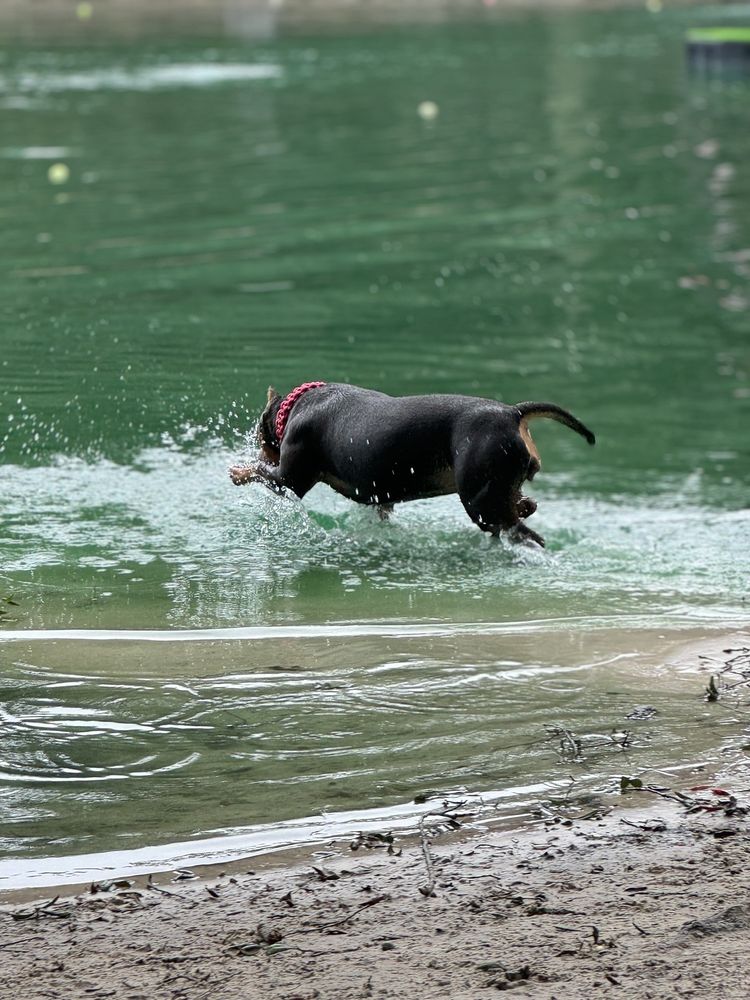 Poochie's Park Image