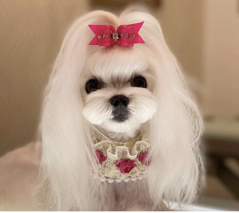 GABRIEL FEITOSA GROOMING SALON Updated October 2024 356 Photos