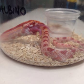 Amazon Reptile Center - My new snake eating a pinkie mouse. - Reptile Shops Near Me - Montclair, California Amazon Reptile Center - My new snake eating a pinkie mouse. - Reptile Shops Near Me - Montclair, California