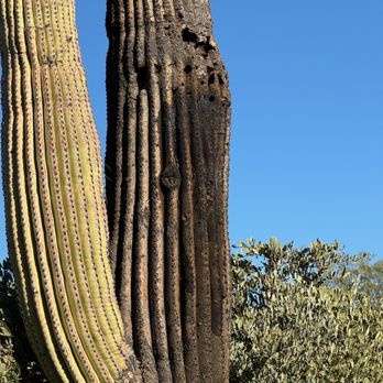 Cactus pros - Rotted mid-section - Two cactus trunks are shown, one green and healthy, the other blackened and burnt, with desert vegetation in the background. - Landscaping Near Me - Mesa, Arizona