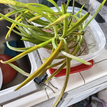 Orchids By Hausermann - Vanda orchid that arrived a week ago. - Nurseries & Gardening Near Me - Villa Park, Illinois