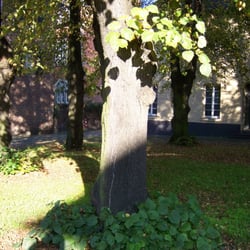 Stille Ecken in Kaiserswerth - Sonne und Grün. Was gibt es mehr? Wer sich hier nicht wohlfühlt,  ist selber schuld.