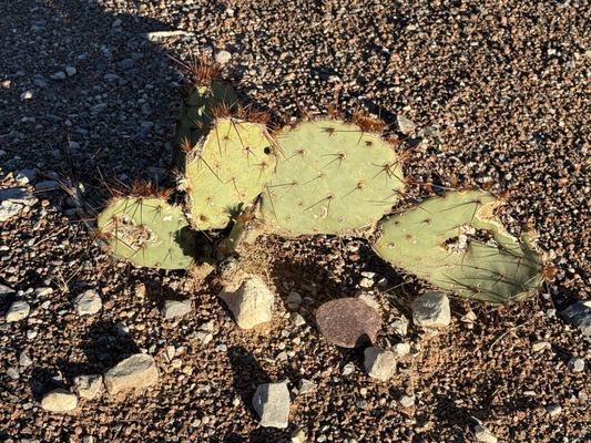 Franklin Mountains State Park by null
