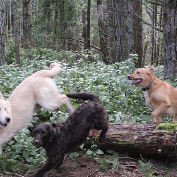 Ruffin it Dog Care - Pet Training Near Me - Victoria, British Columbia Ruffin it Dog Care - Pet Training Near Me - Victoria, British Columbia
