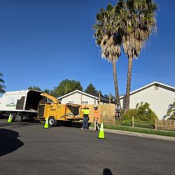 Highland Tree Care - Palm tree removal follow-us on Instagram to see the process