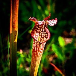 Stanley Rehder Carnivorous Plant Garden