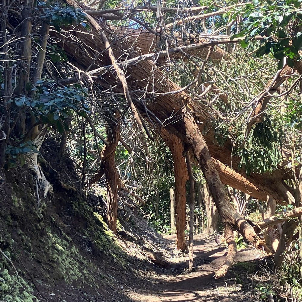 Aiea Loop Trail - Hiking Near Me - Aiea, Hawaii
