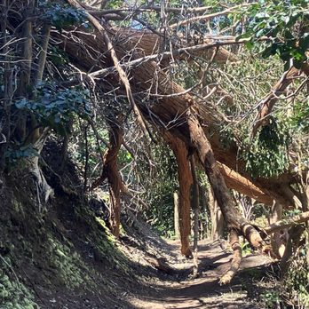 Aiea Loop Trail - Hiking Near Me - Aiea, Hawaii