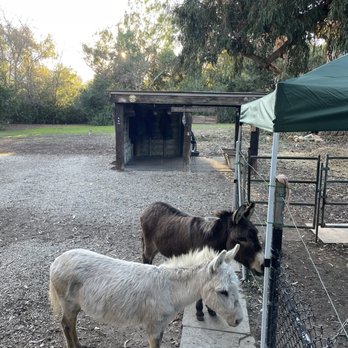 Barron Park Donkeys - Community Service/Non-Profit Near Me - Palo Alto, California Barron Park Donkeys - Community Service/Non-Profit Near Me - Palo Alto, California