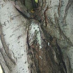 Ryan's Pest Solutions - Carpenter ant colony in maple tree