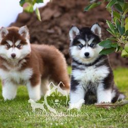 Audree and Michael's Puppies - Siberian Husky Puppies twins! But in different shades!