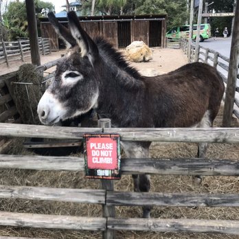 Billie Swamp Safari - Super cute donkey, loved him - Zoos Near Me - Clewiston, Florida Billie Swamp Safari - Super cute donkey, loved him - Zoos Near Me - Clewiston, Florida