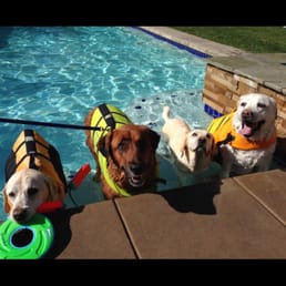 Swim class at Cutting Edge K9 Swim class at Cutting Edge K9