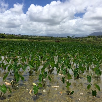 Tasting Kauai - Kealia Farm - Food Tours Near Me - Lihue, Hawaii Tasting Kauai - Kealia Farm - Food Tours Near Me - Lihue, Hawaii