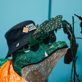 Lake Effect Vermont - Holiday display featuring a light-up alligator wearing a Sunset Lake Cannabis bucket hat and cannabis leaf sunglasses. - Cannabis Dispensaries Near Me - South Hero, Vermont Lake Effect Vermont - Holiday display featuring a light-up alligator wearing a Sunset Lake Cannabis bucket hat and cannabis leaf sunglasses. - Cannabis Dispensaries Near Me - South Hero, Vermont