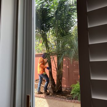 Pro Select Construction Services  - Planting the Kentia Palms - General Contractors Near Me - Escondido, California