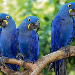 Exotic Pet World