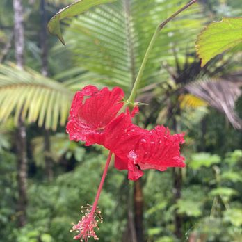 El Yunque Rainforest - Beautiful flora - Hiking Near Me - Luquillo, Puerto Rico