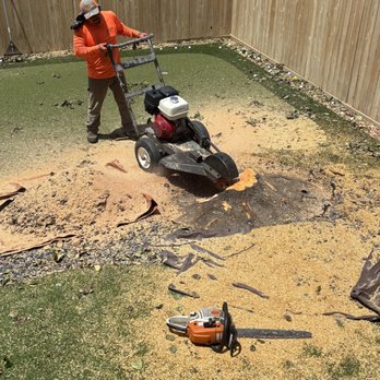 Texas Hill Country Trees - Stump removal. - Tree Services Near Me Texas Hill Country Trees - Stump removal. - Tree Services Near Me