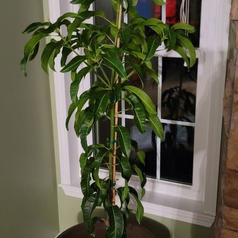 The Home Depot - My most recent Mango purchase. - Hardware Stores Near Me - Tampa, Florida The Home Depot - My most recent Mango purchase. - Hardware Stores Near Me - Tampa, Florida
