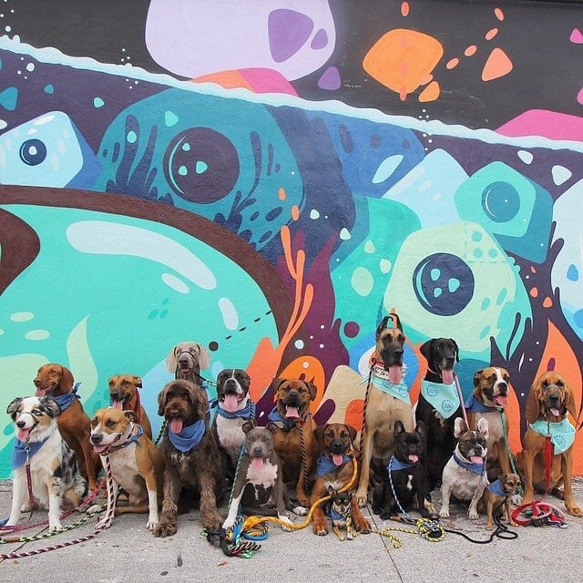 MUTTS OF GREENWICH Updated August 2024 Greenwich, Connecticut Pet