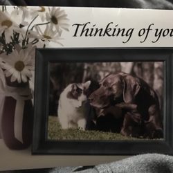 Van Zandt Animal Care Center