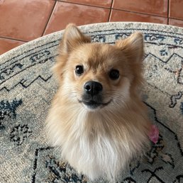 Small dog groom
