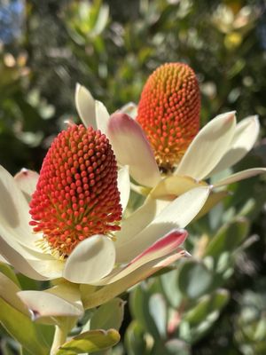 Arlington Garden in Pasadena by null