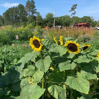 Wesley Wells Farm - Sunflowers - Pick Your Own Farms Near Me - St. Augustine, Florida