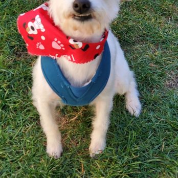 Suds N Paws - Smile! - Pet Groomers Near Me - El Cajon, California