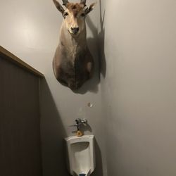 The Market at John Hall Store - Giant antelope head that judges you when you use the urinal.