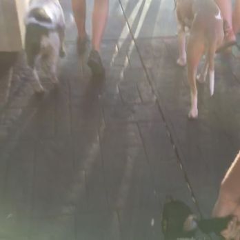 Gold Hill Canine - Milo walking next to his Pitbull buddies! - Pet Training Near Me - Granite Bay, California Gold Hill Canine - Milo walking next to his Pitbull buddies! - Pet Training Near Me - Granite Bay, California