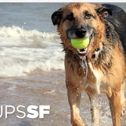 City Pups SF - Because a tired dog is a good dog.