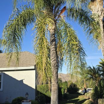 Reg’s Tree Service - Tree Services Near Me - Corona, California Reg’s Tree Service - Tree Services Near Me - Corona, California