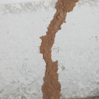Placer Pest & Termite - termite tube - Pest Control Near Me Placer Pest & Termite - termite tube - Pest Control Near Me