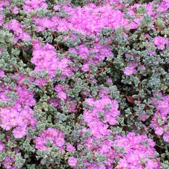 Eden Project - Mediterranean biome - Local Flavor Near Me - St Blaise, CON