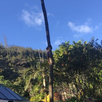 Toa Luau - They could climb this in 5 seconds! - Cultural Center Near Me - Haleiwa, Hawaii