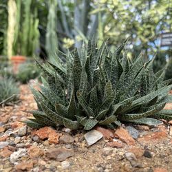 Oak Park Conservatory