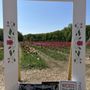 Photo of Wicked Tulips Flower Farm