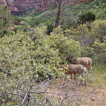 Angel's Landing - Deer on the trail - Hiking Near Me - Springdale, Utah
