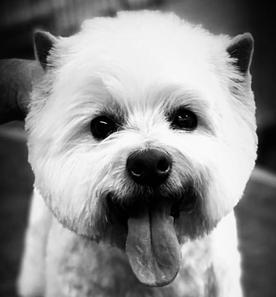 PROFESSIONAL PET GROOMING AND DOG WASH Updated September 2024 14