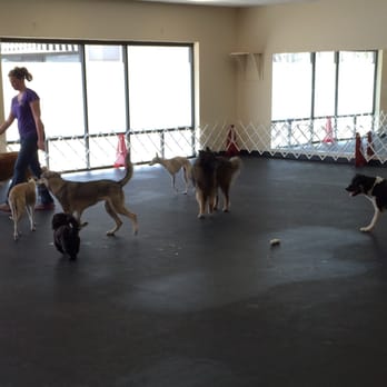 The Dogs Spot - Doggie Daycare - Pet Training Near Me - Pooler, Georgia The Dogs Spot - Doggie Daycare - Pet Training Near Me - Pooler, Georgia