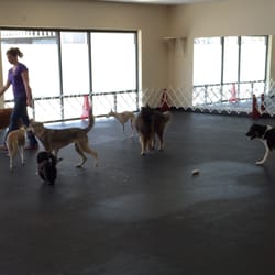The Dogs Spot - Doggie Daycare