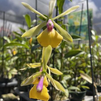 S & W Orchids - Nurseries & Gardening Near Me - Waianae, Hawaii S & W Orchids - Nurseries & Gardening Near Me - Waianae, Hawaii