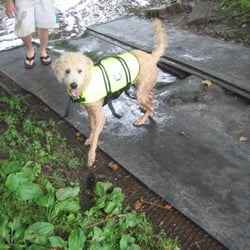 Ayers Landing Canoe Rentals - Yes, they're dog friendly!!