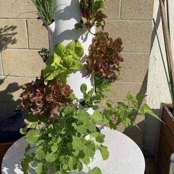 OC Micro Farm - OC microfarm seedlings now in full swing! Harvesting lots of lettuce and herbs off my tower on the daily! - CSA Near Me - Costa Mesa, California