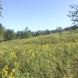 Hickory Hill Park - Prairie