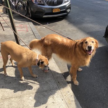 Zen Animals - Look at the shiny coat - Pet Groomers Near Me - Brooklyn, New York Zen Animals - Look at the shiny coat - Pet Groomers Near Me - Brooklyn, New York