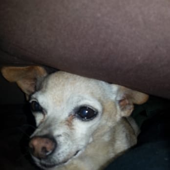 Pets Vet - Veterinarians Near Me - Hemet, California