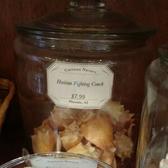 Curious Nature - .... Is this what happens to the losers of Haitian Conch Fight Club - Antiques Near Me - Phoenix, Arizona